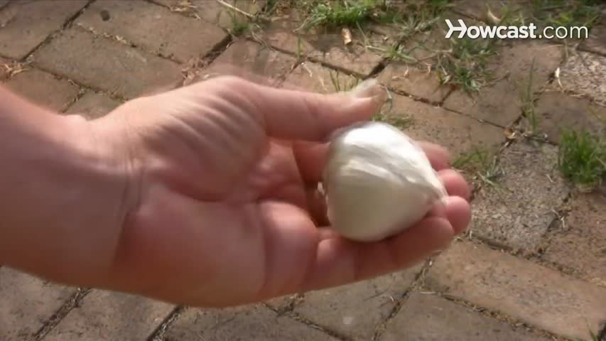 How to Grow Garlic Indoors 
