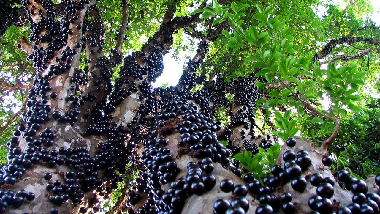 Jabuticaba - The Brazilian Grape Tree(It Grows Fruits & Flowers Directly on The Trunk)