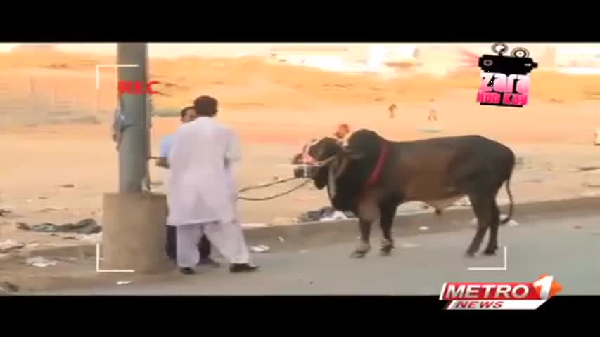 Cow funny Clips Zara Hut Kay 2014 in Karachi