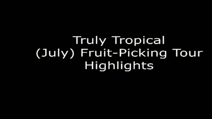Must-See South Florida Mango Farm- Truly Tropical - Fruit-Lover's Paradise! Tour Highlights