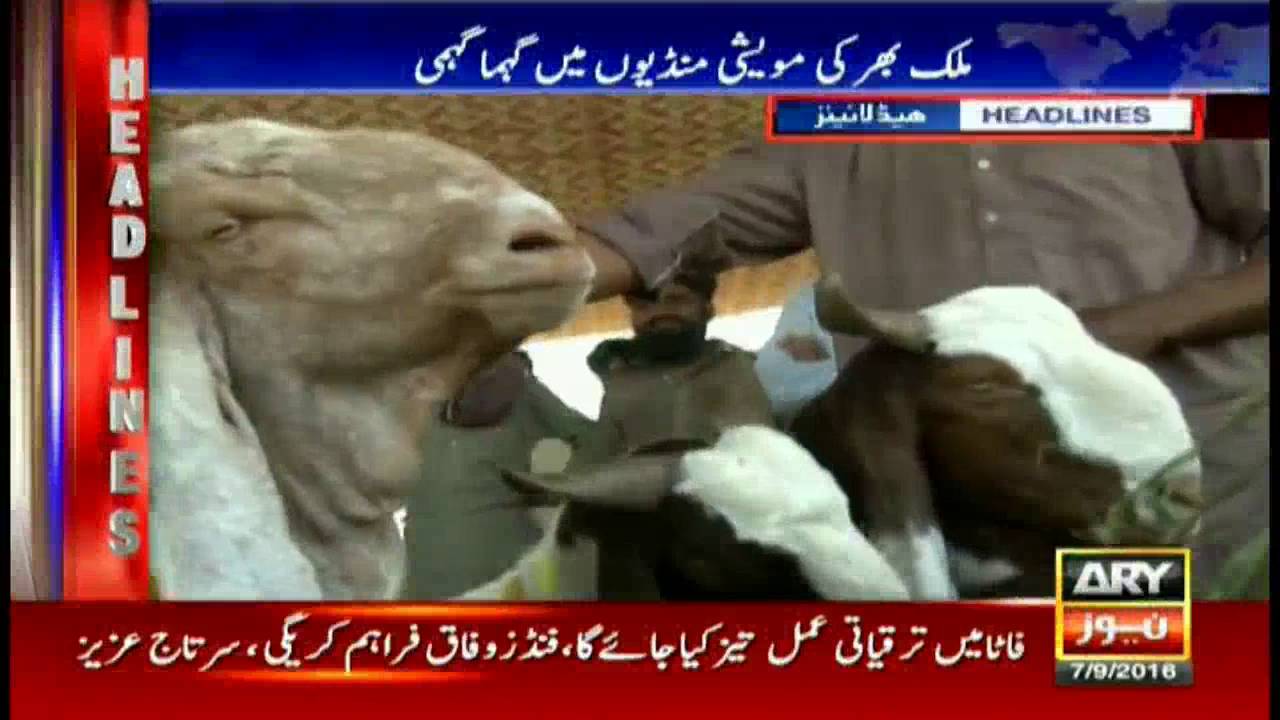 Headlines 1600 – 7th September 2016