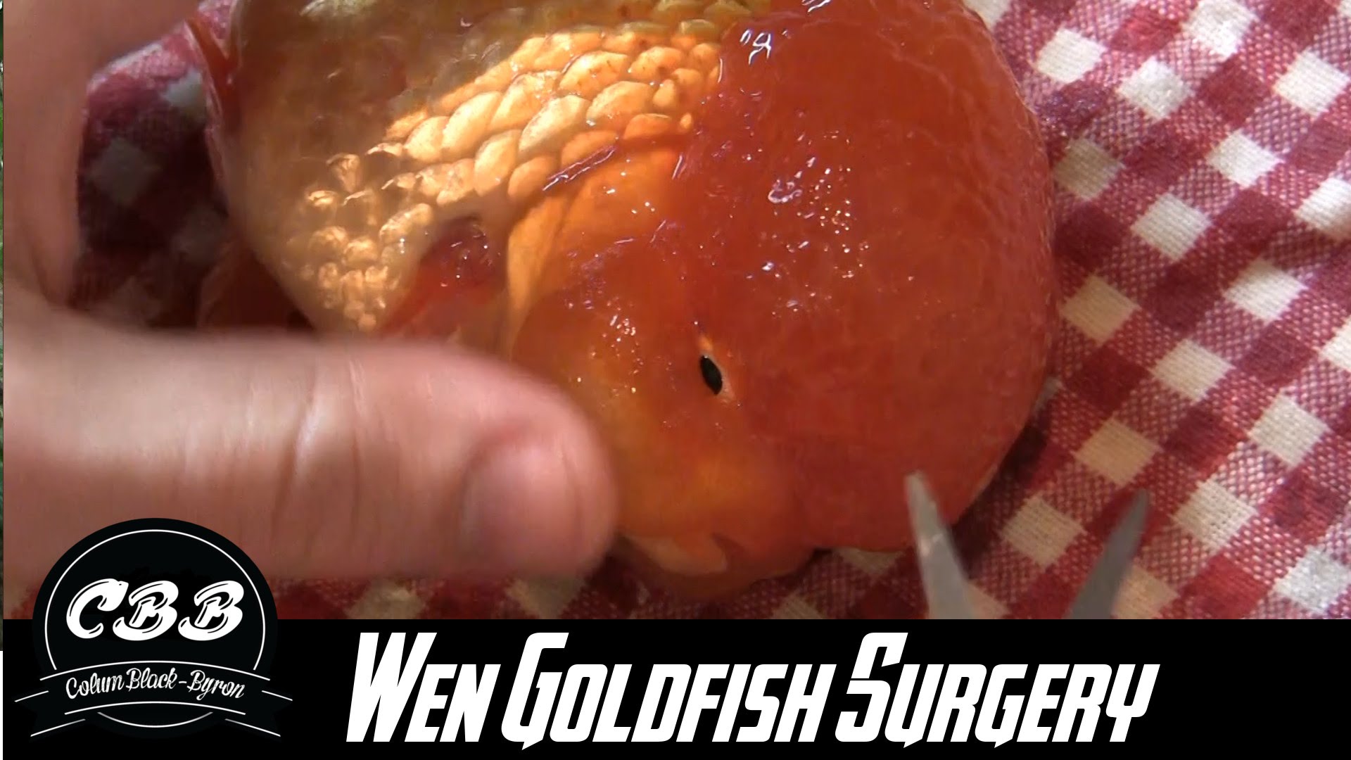 Oranda Goldfish Wen Surgery/Trimming/Removing