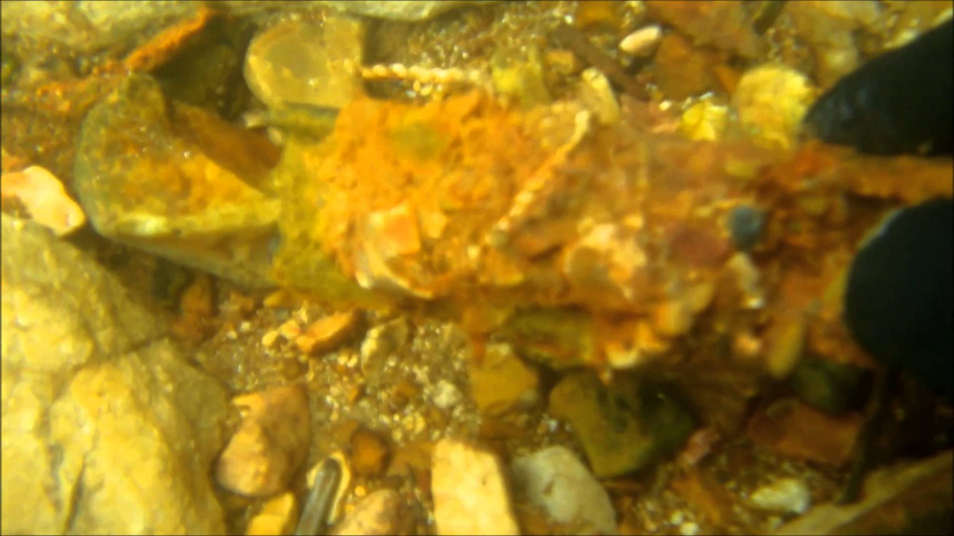 Early Summer Gold Found While Snorkeling!!!