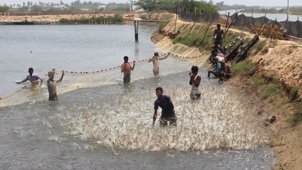 Wow! Amazing People Catching Prawns By Using The Net