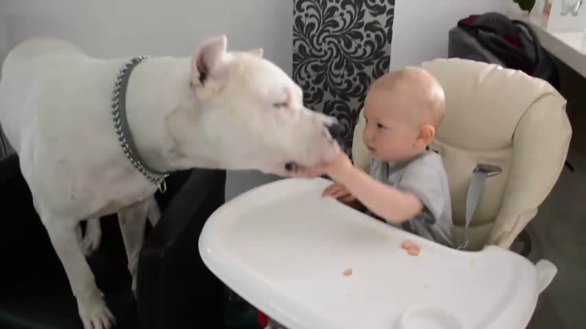 Best Trained & Disciplined Dogo Argentino's