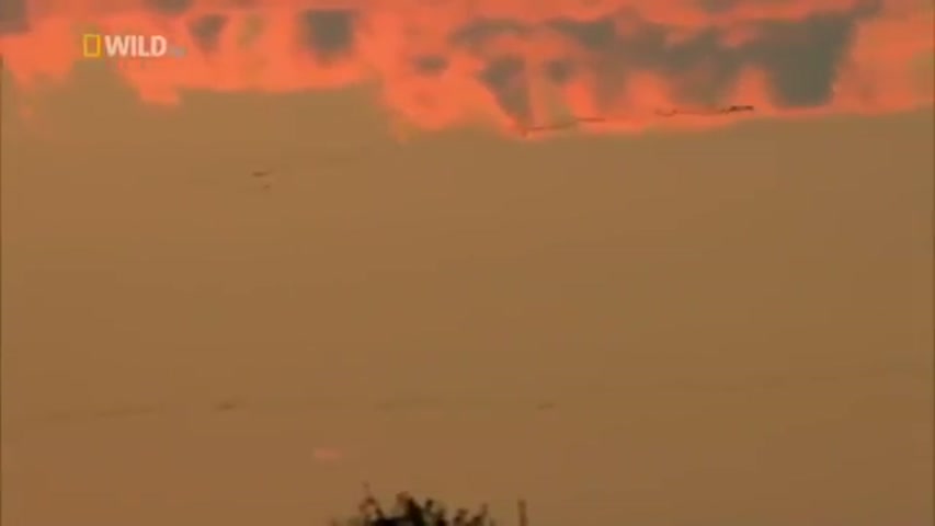 Brazil Wildlife National Geographic Episode 1