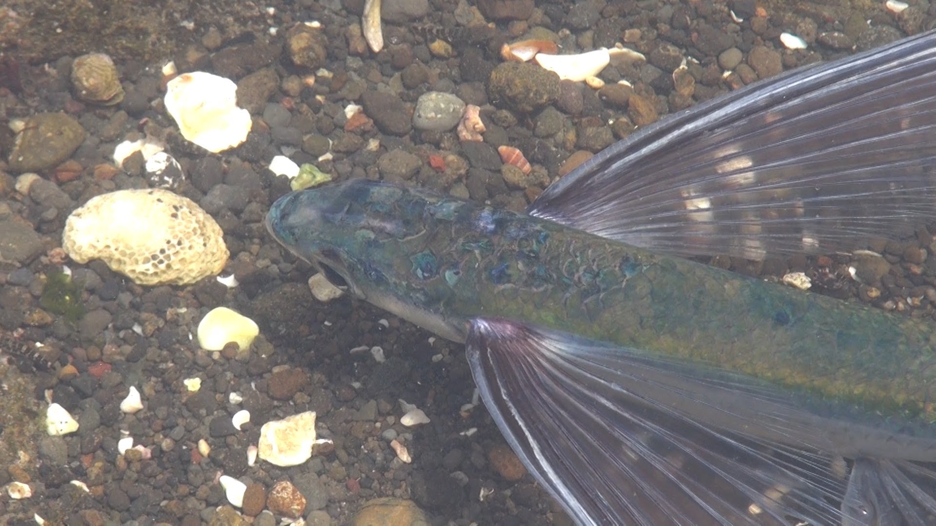 Finding world's saddest flying fish trapped in a small tide pool at Miura, Kanagawa, Japan