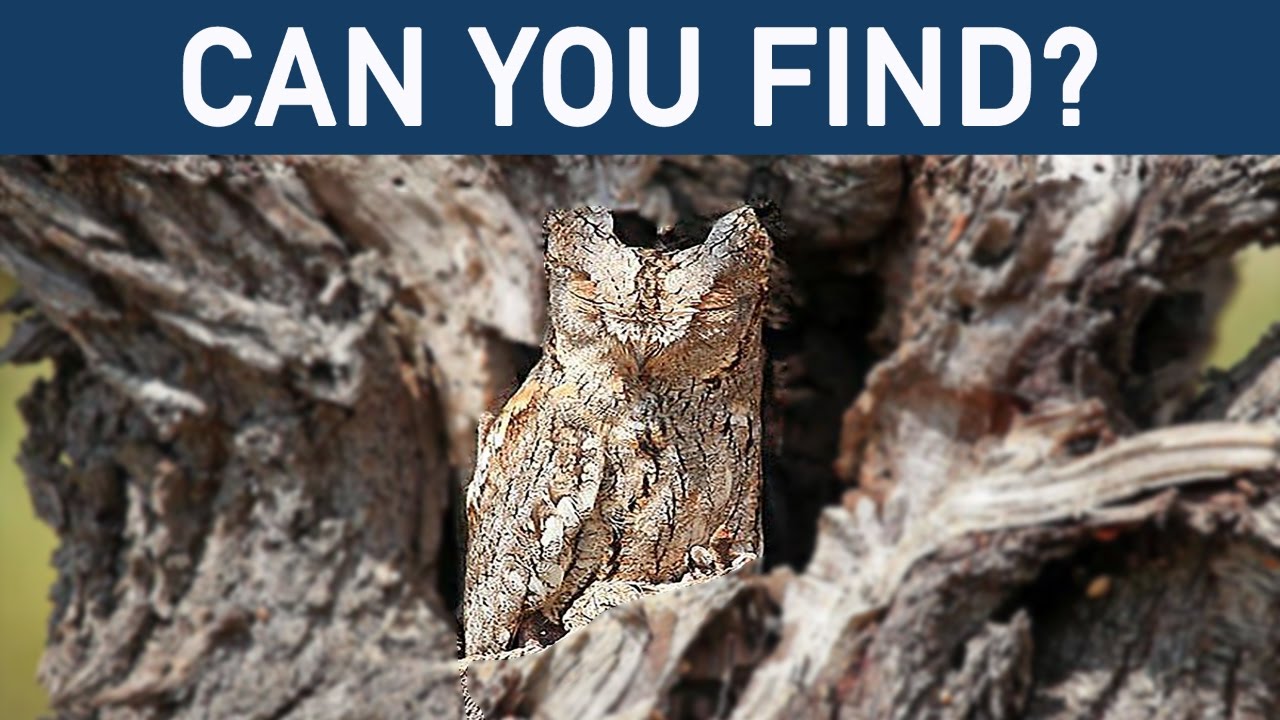 Can You Find Hidden Animals in These 14 Photos - Level 4