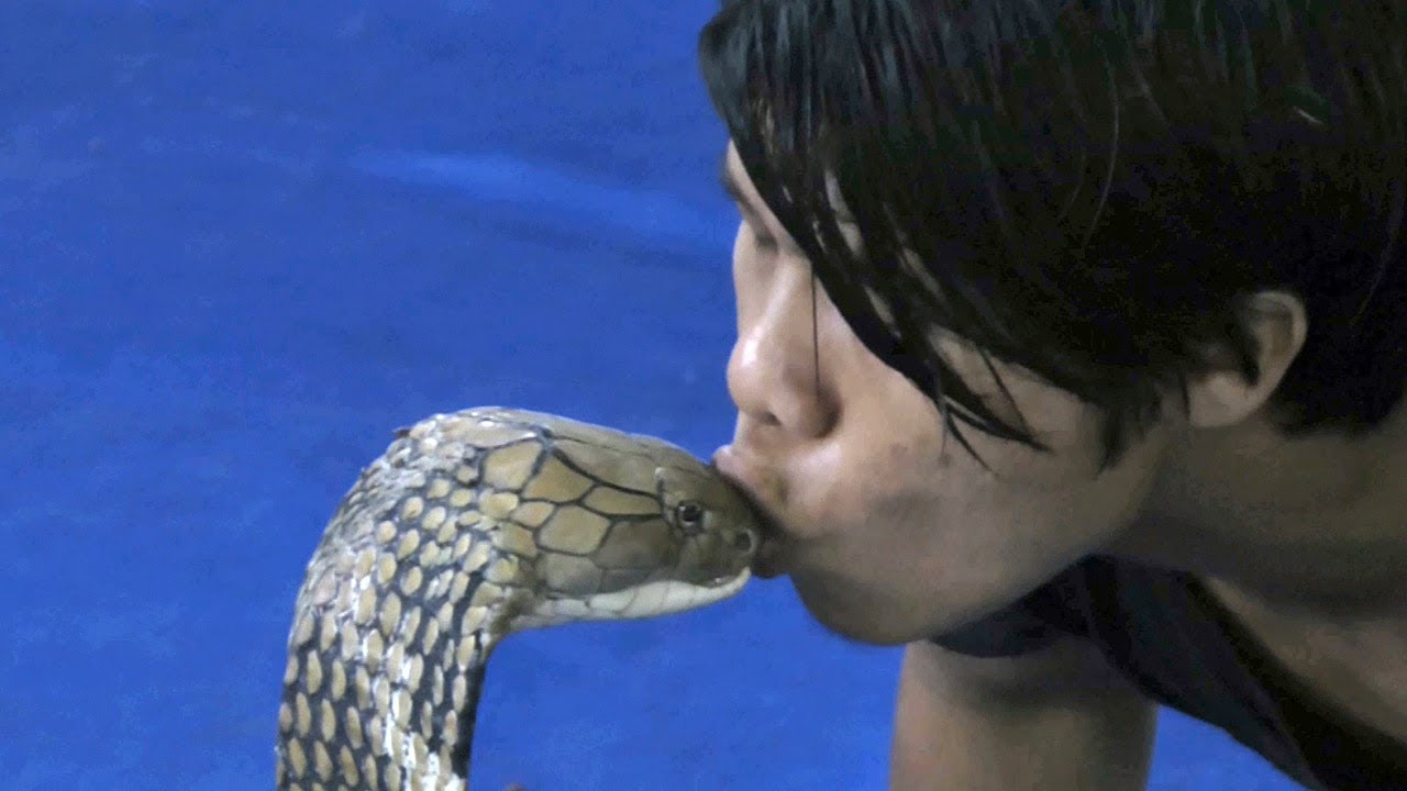 Man Kisses King Cobra