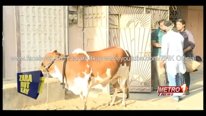 || Zara Hut Kay || Cow Ki Khal || New HD || Funny || ZHK 2016 || Bakra Eid || Special ||