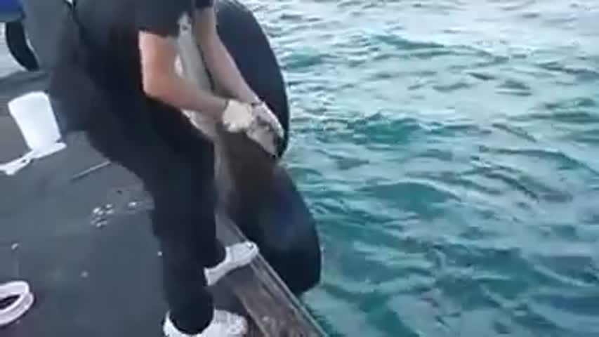 CRAZY MAN FISHING HUGE FISH WITH HANDS by CAT WORLD