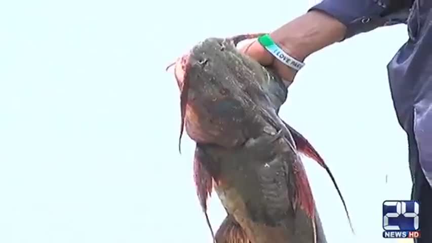 24 Report: Many fishes came with Chanab flood