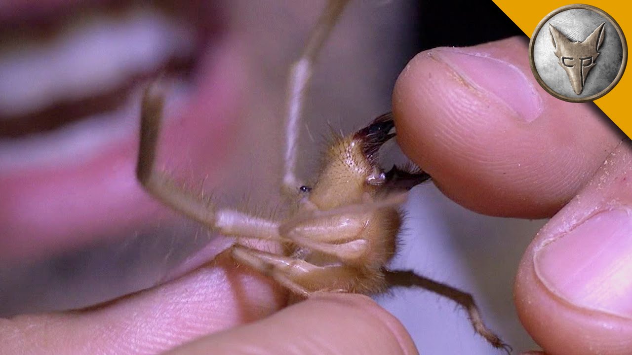 Ahhh!!! Camel Spider Chews My Finger!