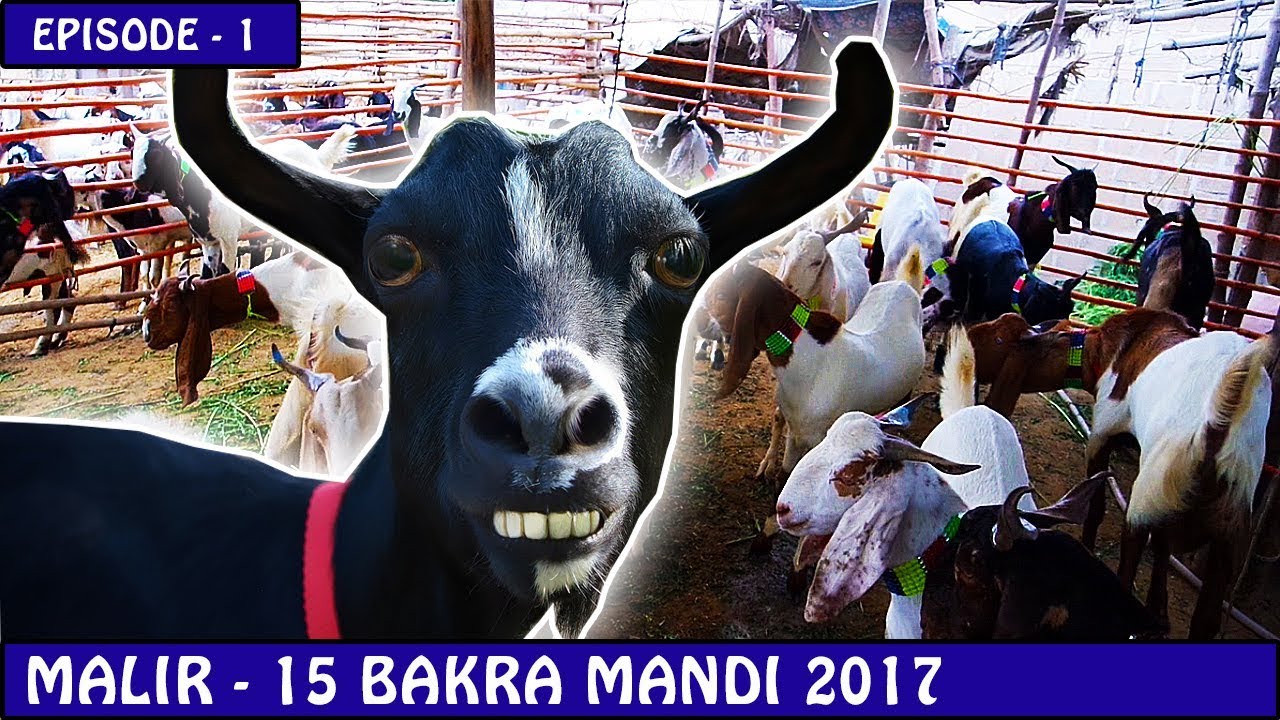 BAKRA MANDI MALIR 15 EPISODE - 1 | KARACHI 2017