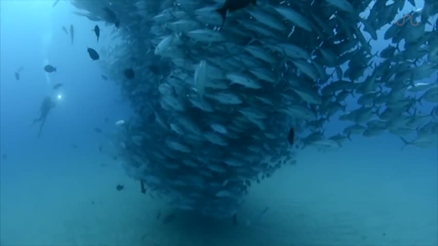 TUNA TORNADO - Huge Swarm of Jack Fish Dwarf Scuba Diver