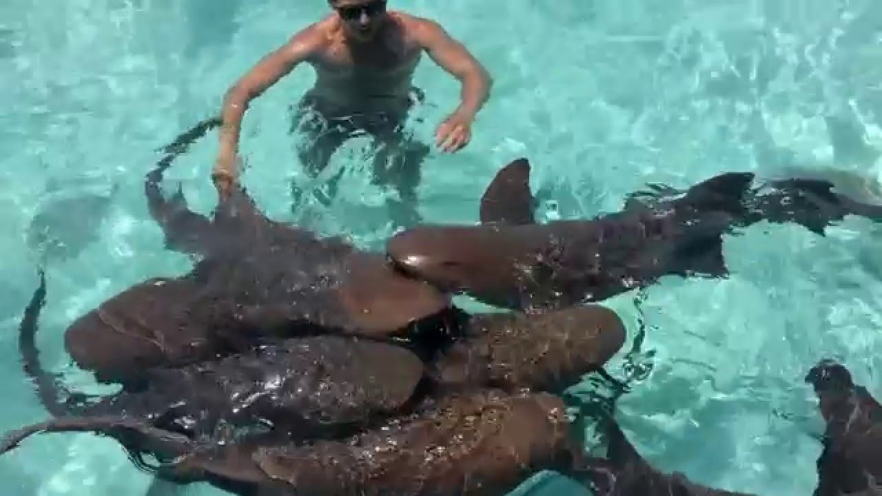 Swimming with sharks in the Bahamas