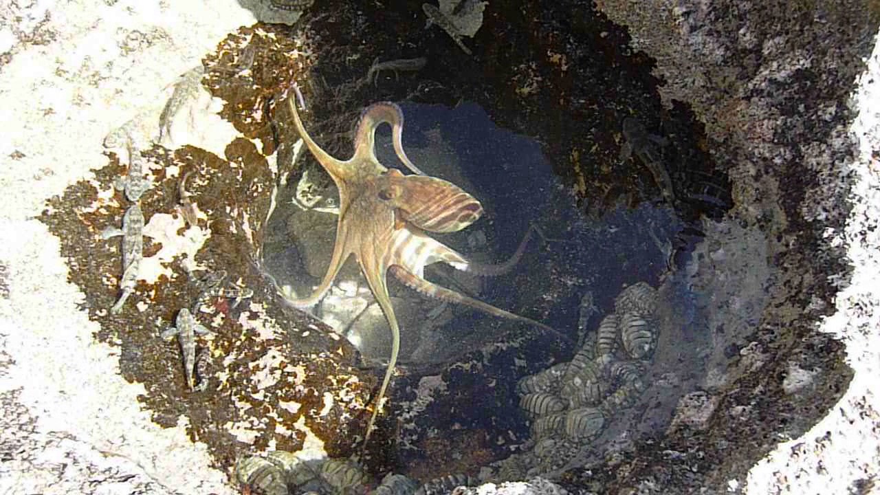 Octopus In Tidal Pool