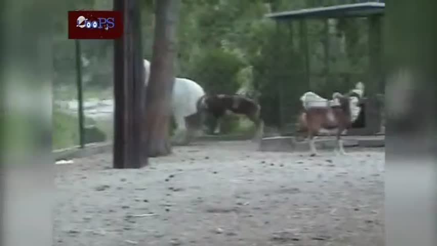 Funny Animal Fail Compilation May 2014