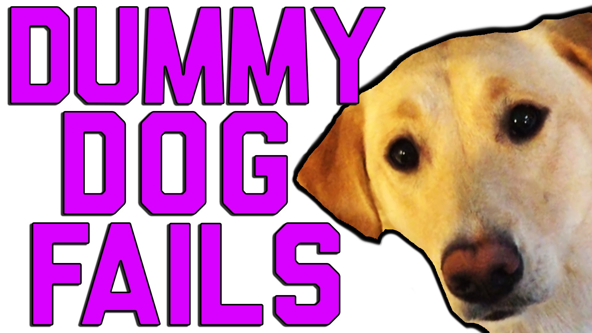 Dummy Dogs || 