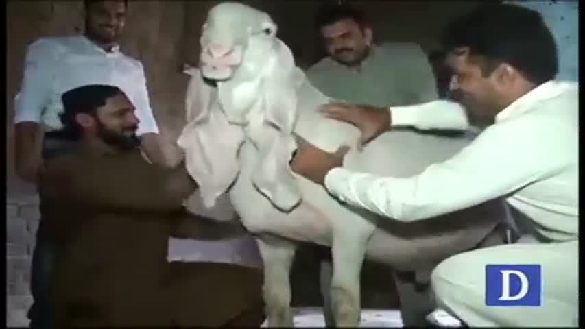 Chatra sacrificial animal in Gujranwala