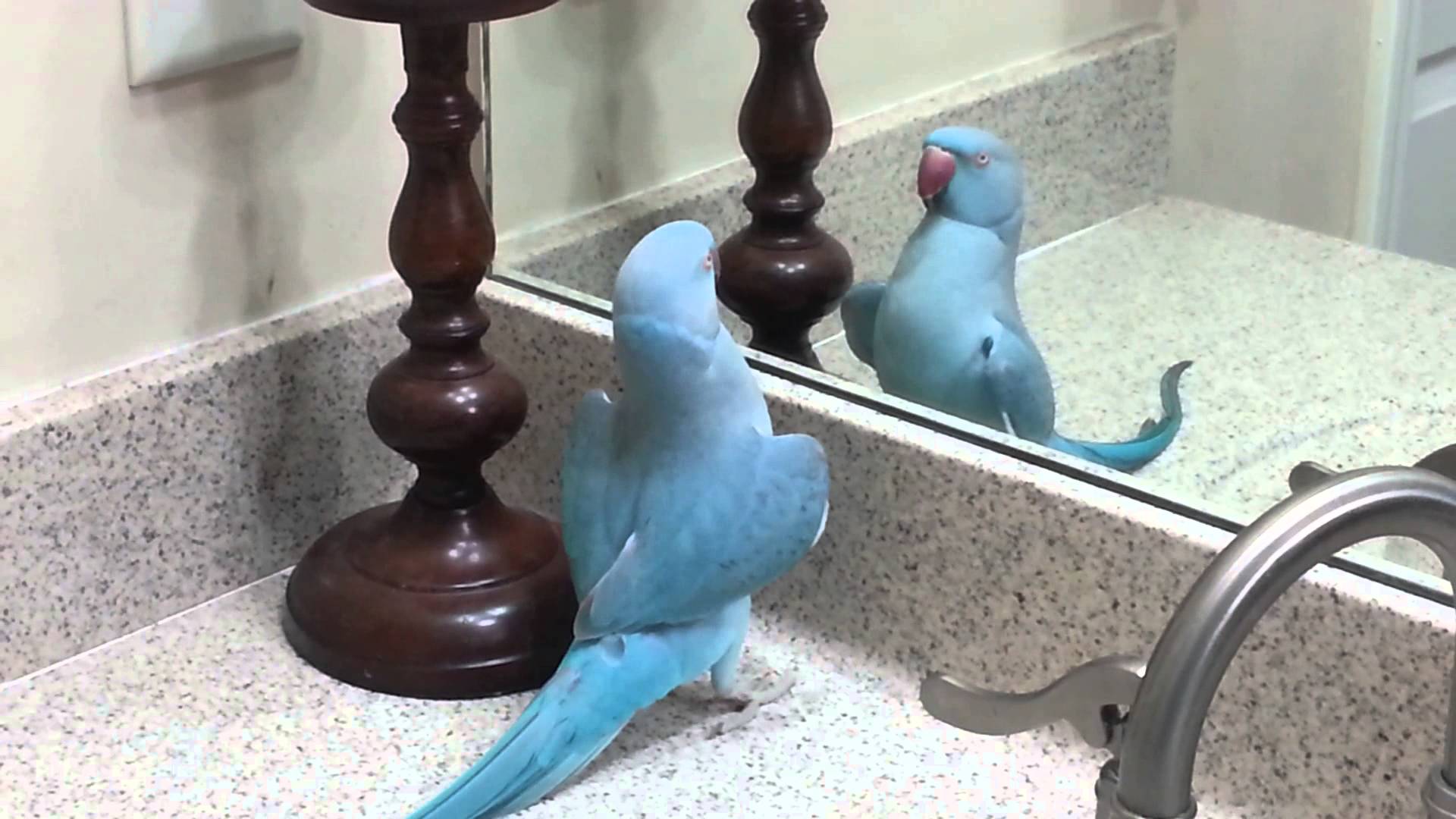 My Parrot (mithu) Indian Ringneck dancing and more