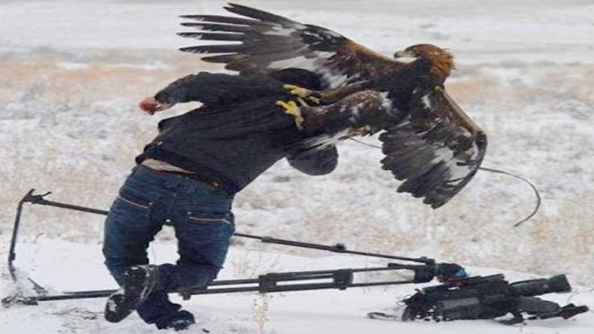 Top 7 Best Eagle Attacks (GRIZZLY,KANGAROO...& MAN) HD
