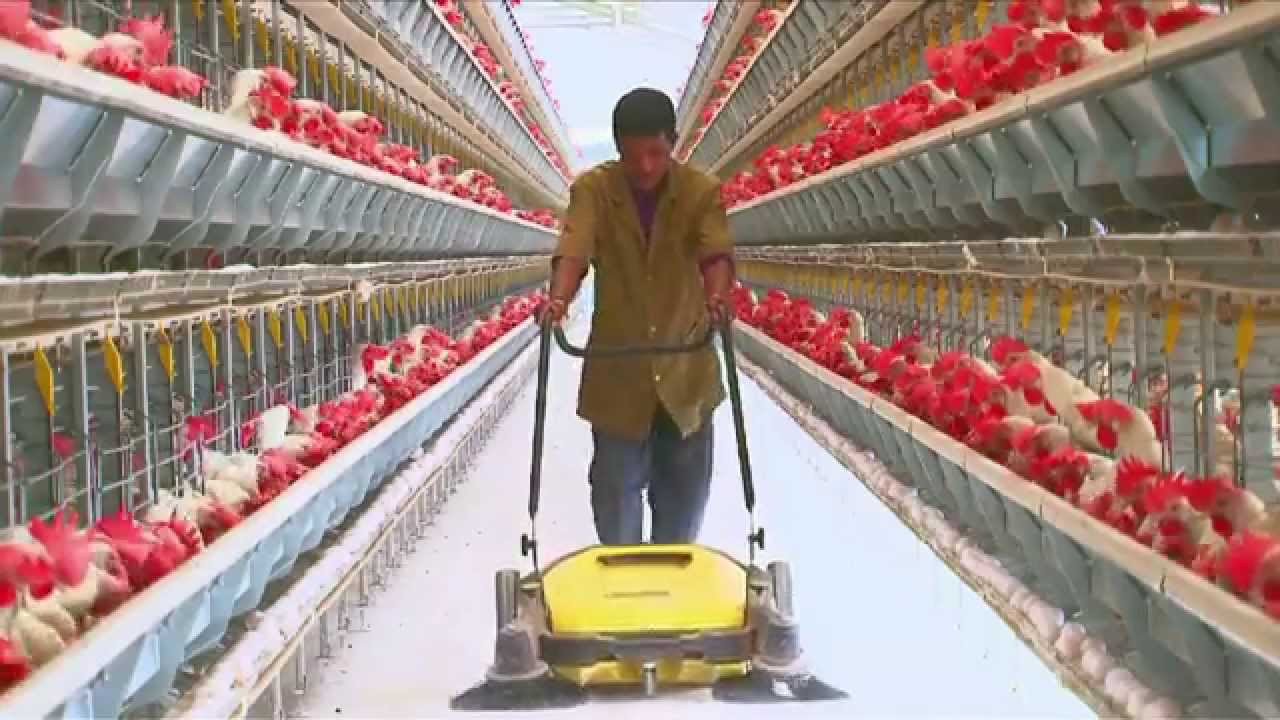 Poultry Farming