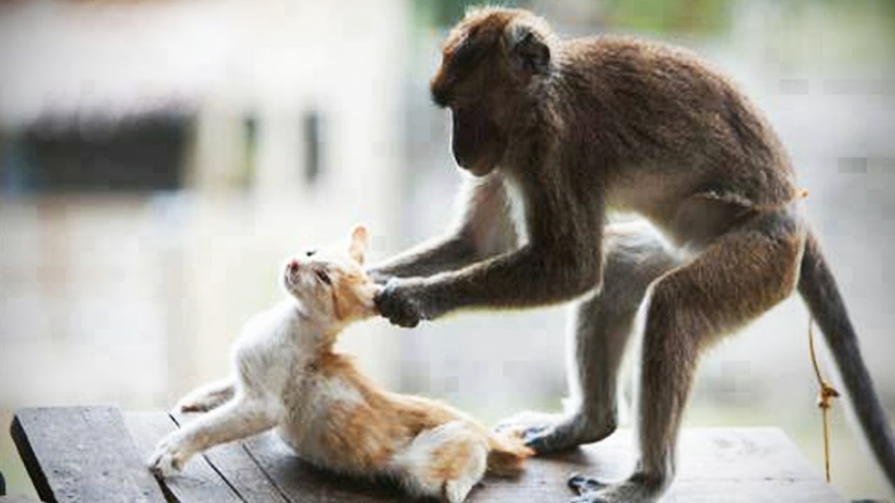 Monkeys VS CATS [Trip Burger 