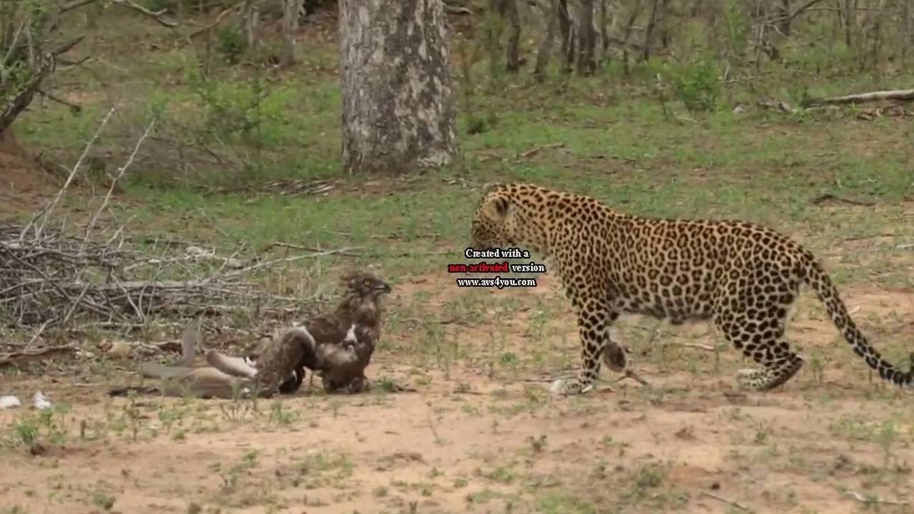 Female Leopard VS Black Mamba VS Snake Eagle