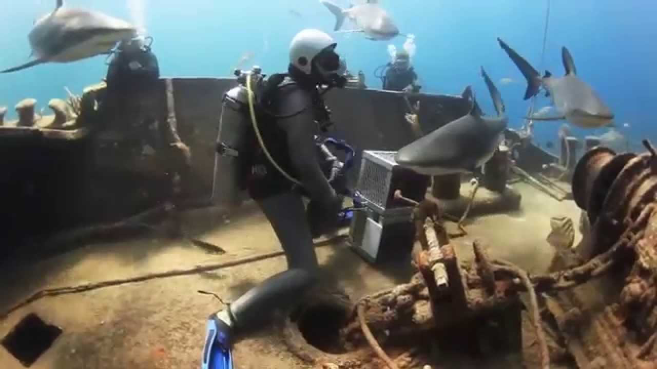 Shark asks several Divers for help