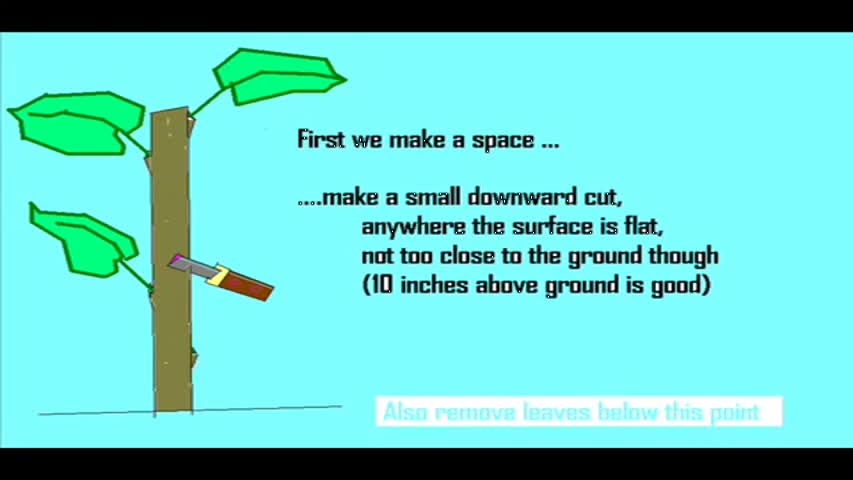 bud grafting animation