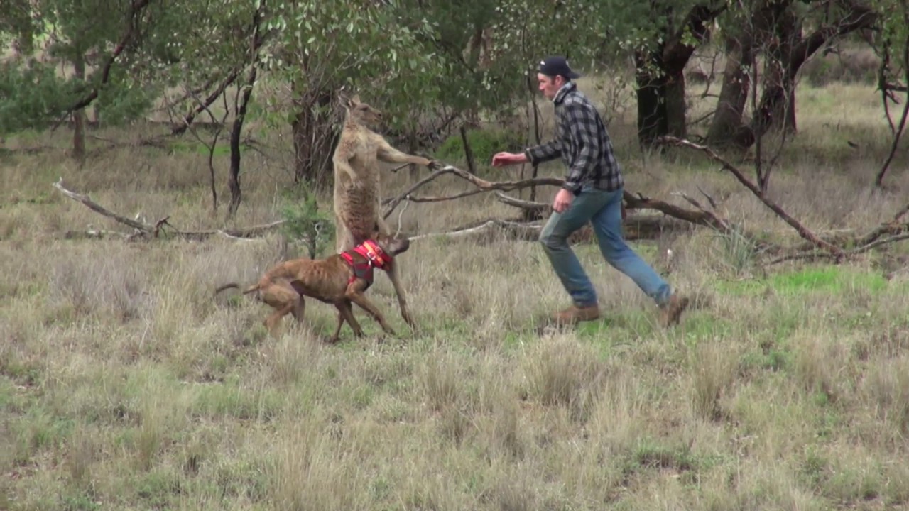 Man punches a kangaroo in the face to rescue his dog 