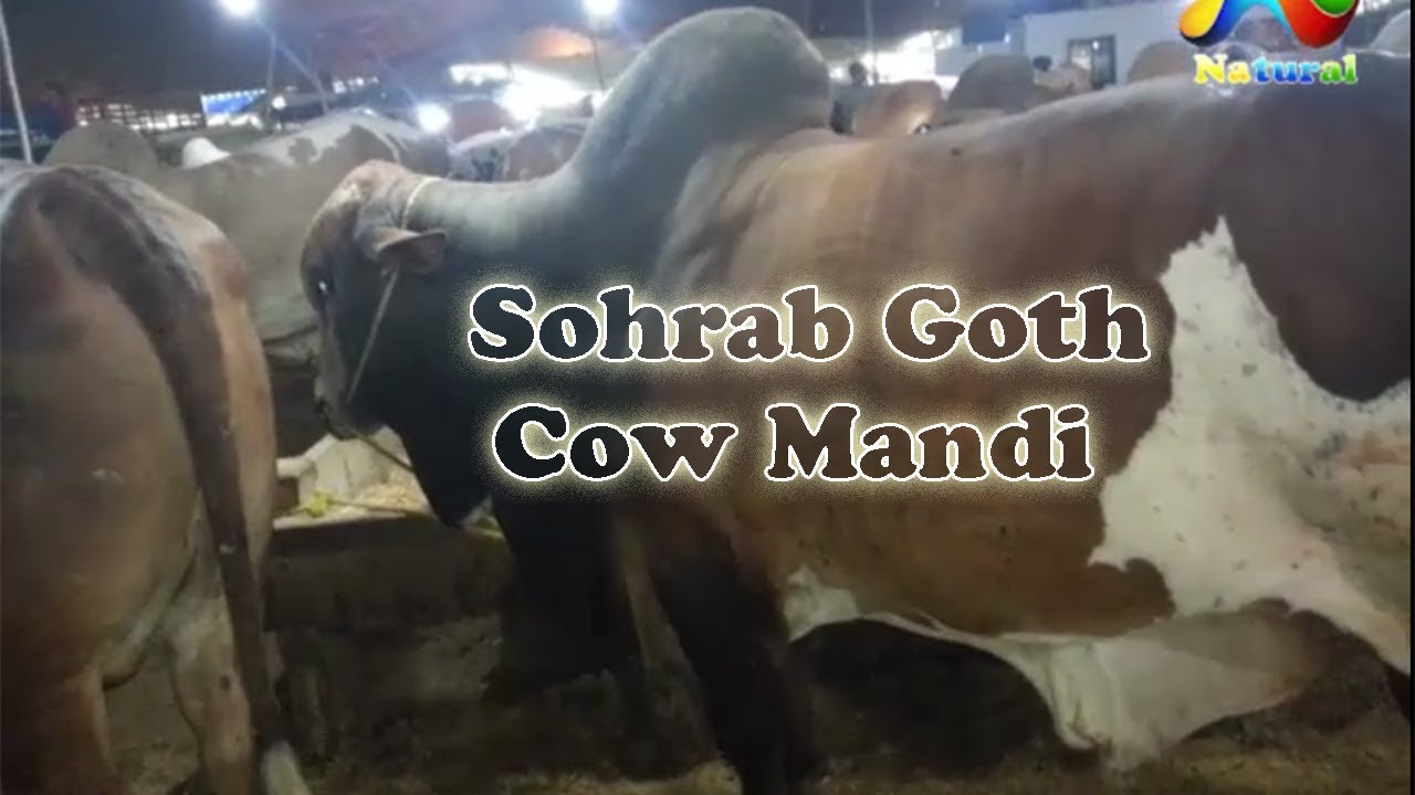 karachi Cow Mandi 2017  || Sohrab Goth Cow Mandi ||  Eid ul Adha 2017 || Part - 9