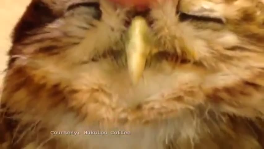 Kitten and owl video becomes internet sensation in Japan