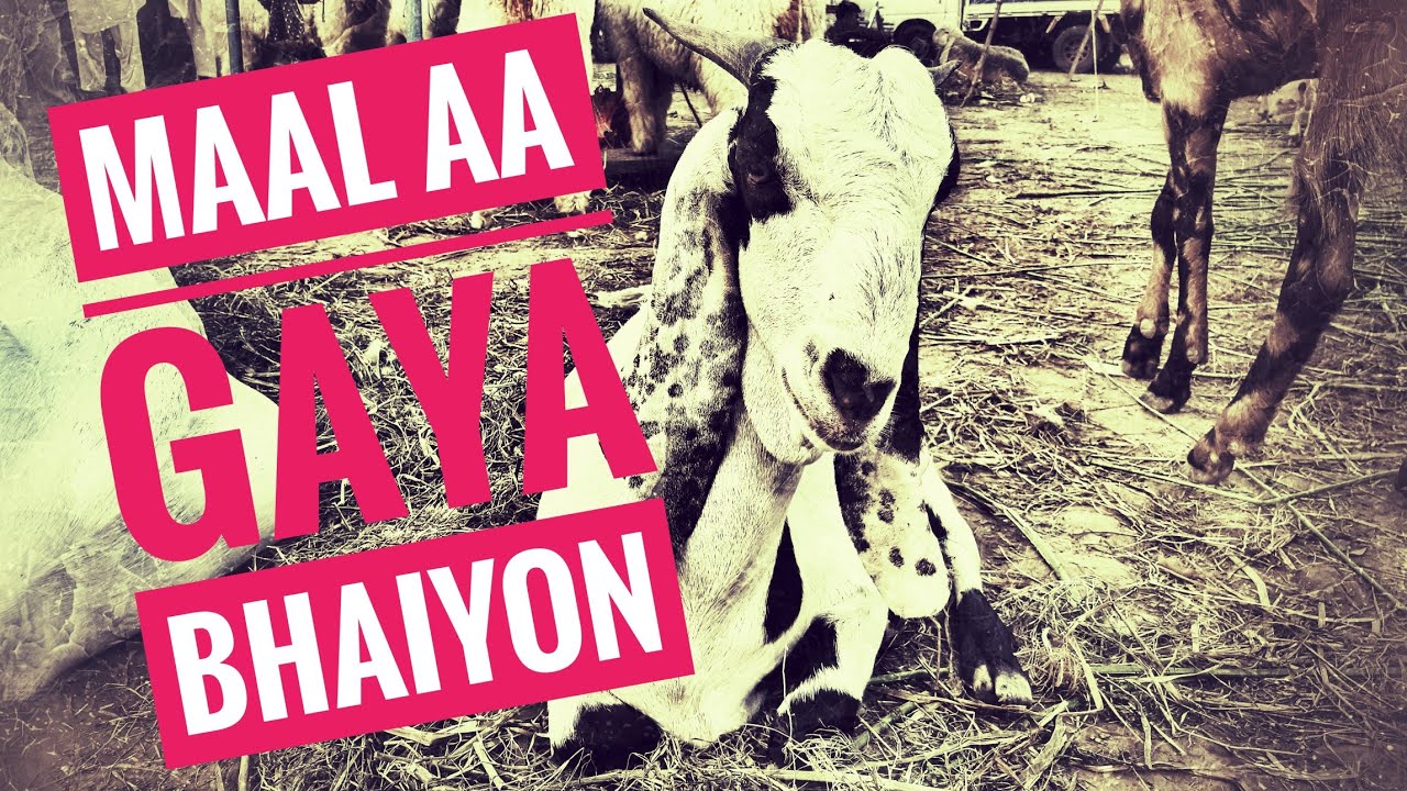 MAAL AA GAYA - BAKRA EID 2018 PER BAKRA SASTA K MEHNGA