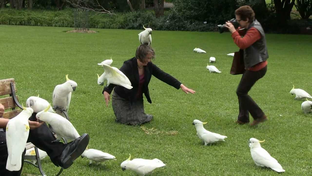 Cockatoos Botanic Garden - Sydney