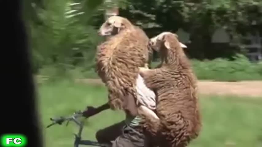 FUNNY Videos & Crazy Clips ★ JANUARY 2016 Compilation ★ FailCity