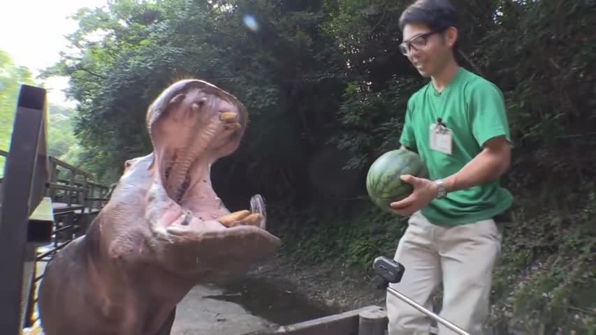 Głodny hipopotam pożerający arbuzy w ZOO