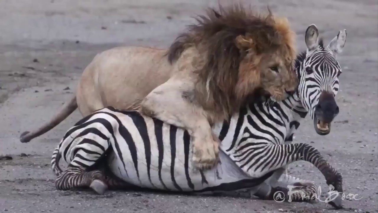 Lion Attack Zebra || Wild Animal Attack