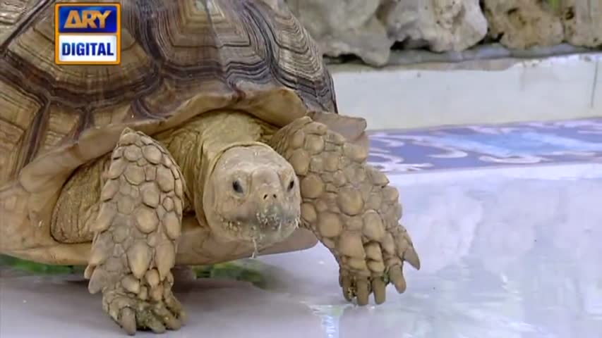 Shan-e-Iftar - Segment: Roza Kushai - 30 May 2017