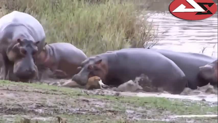 Hippo Attacks Hippo vs Lion, Zebra, Wild Dogs, Buffalo, Rhino, Ampala, Human