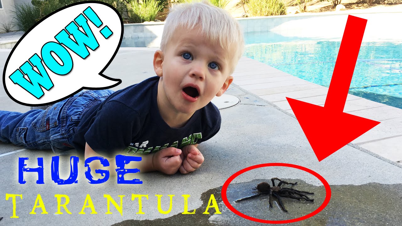 HUGE TARANTULA ENCOUNTER!