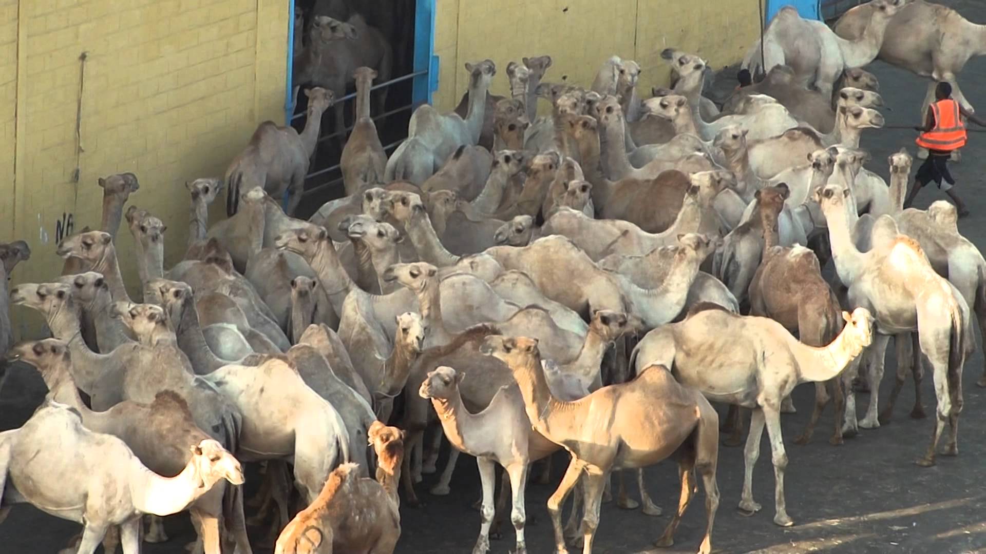 Djibouti port Camel loading