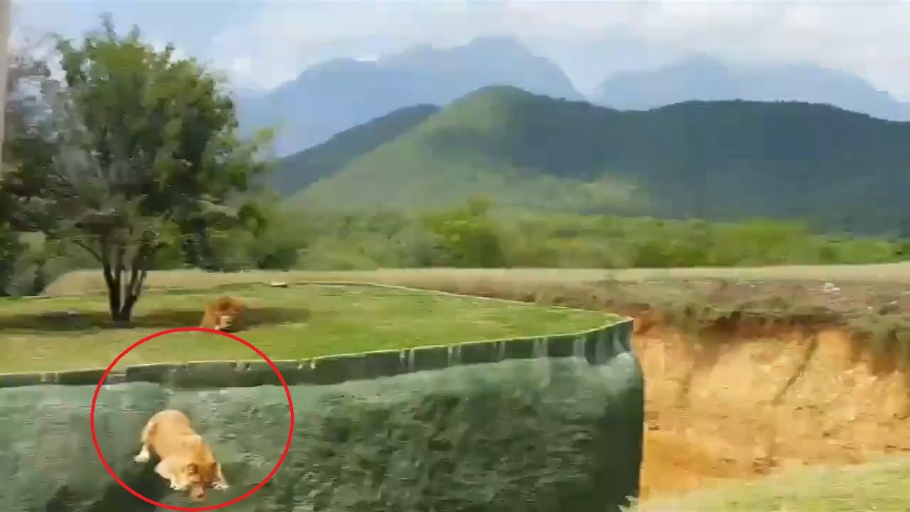 Lioness Tries to Jump Over a Moat to Attack Screaming Tourists