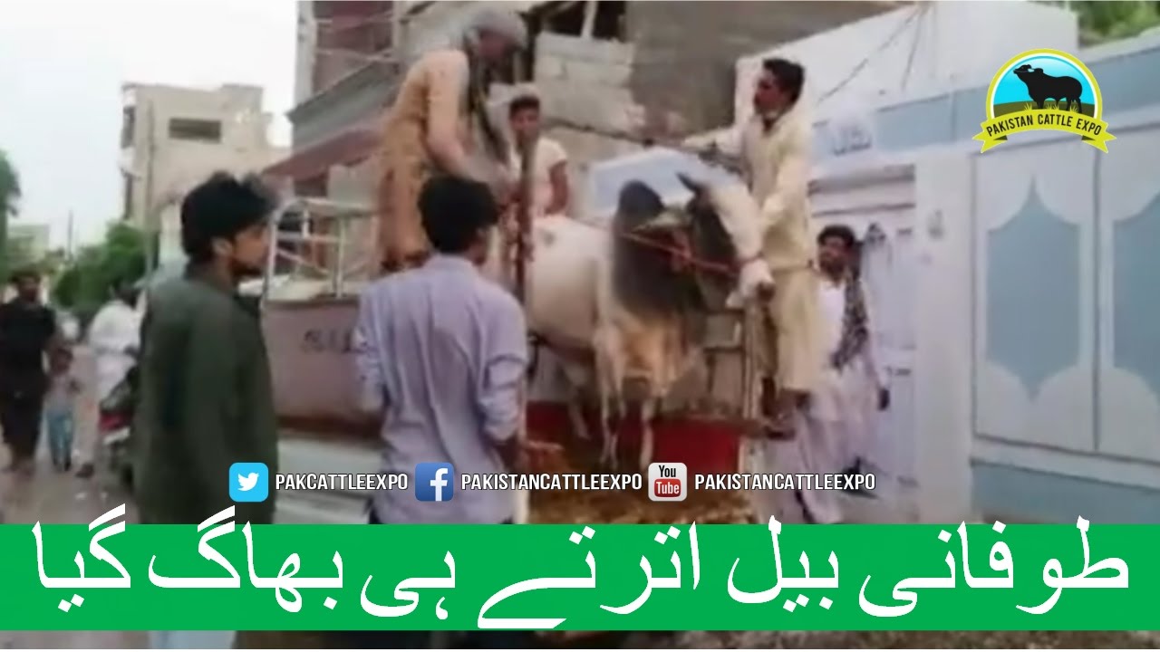426 || Cow qurbani run away after unloading || Cow mandi