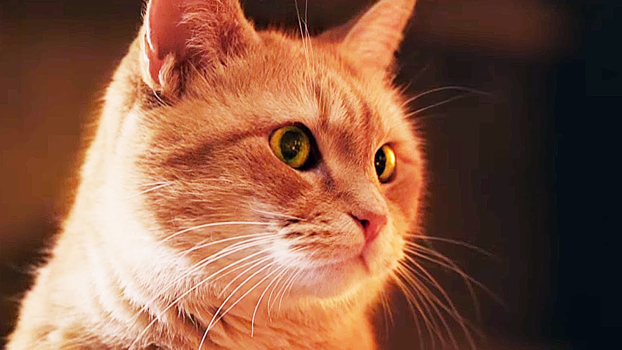 A STREET CAT NAMED BOB Official Trailer (2016)