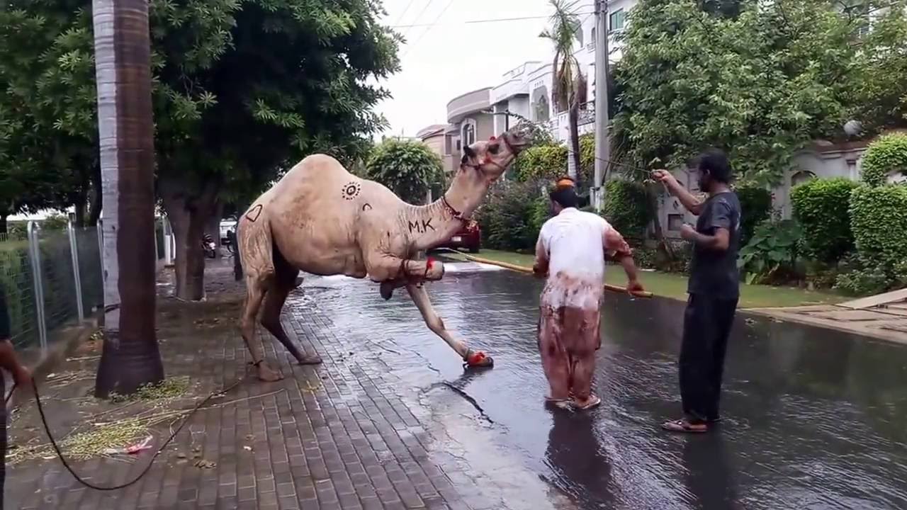 Camel Qurbani EId