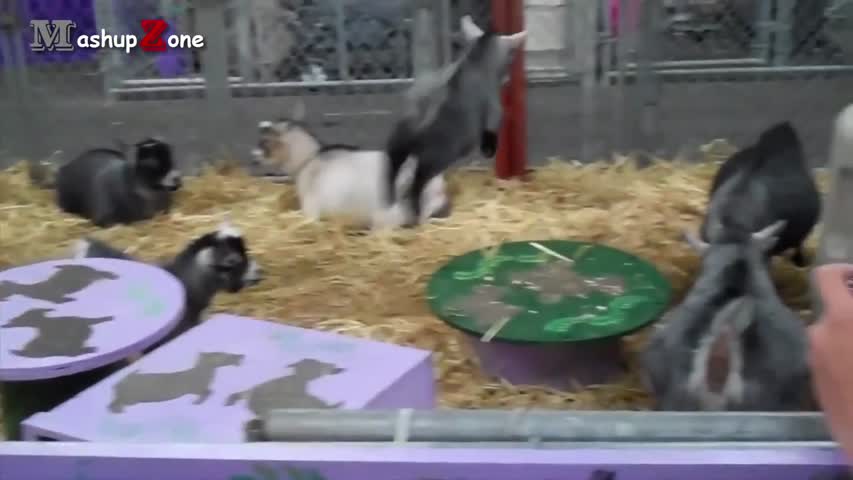 Cute Baby Goats - A Cute And Funny Baby Goats Compilation || NEW HD