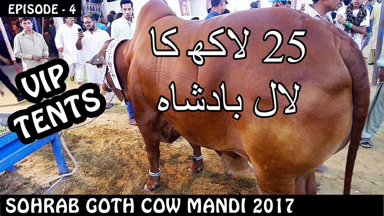 COW MANDI SOHRAB GOTH 2017 | VIP TENTS | Episode 4