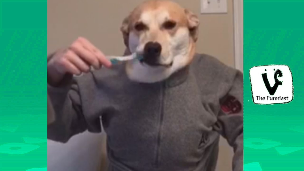 TRY NOT TO LAUGH - Funny Cat & Dog Vines Compilation 2016 !